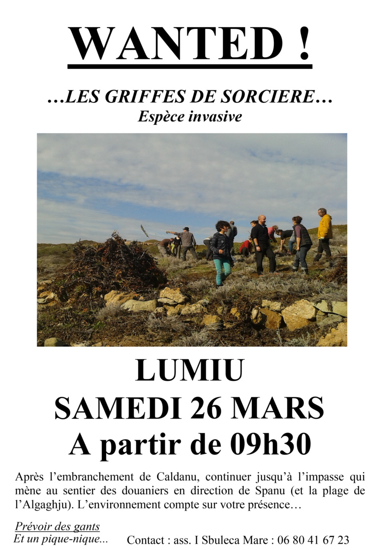 Sbuleca Mare : Arrachage des griffes de sorcières le 26 mars Sbuleca Mare : Arrachage des griffes de sorcières le 26 mars
