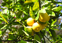 CULLOCCHIU  ANNANT'À I PESTICIDI : INFURMAZIONE CUMPLEMENTARIE