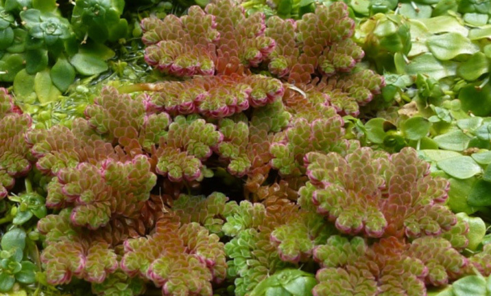 SPEZIE ESOTICHE INVADENTE AZOLLA FILICULOIDES LAM. SPEZIE ESOTICHE INVADENTE AZOLLA FILICULOIDES LAM.