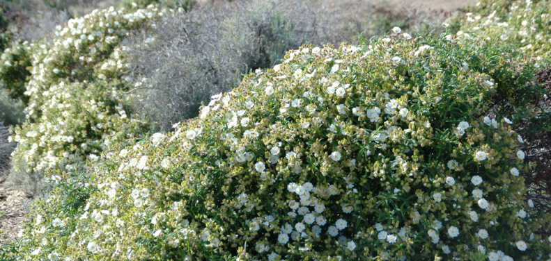 CCAS : SURTITA BUTANICA U 31 D'OTTOBRE 2020 CCAS : SURTITA BUTANICA U 31 D'OTTOBRE 2020