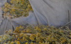 SPLUTTAZIONE AGRICULE