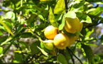 CULLOCCHIU  ANNANT'À I PESTICIDI : INFURMAZIONE CUMPLEMENTARIE