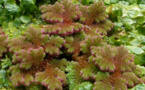 SPEZIE ESOTICHE INVADENTE AZOLLA FILICULOIDES LAM.